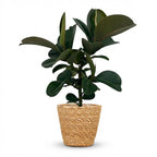 Rubberplant - Ficus Elastica Cloe met Mand, plant in pot