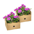 8x Pelargonium Peltatum Violet, plant in pot