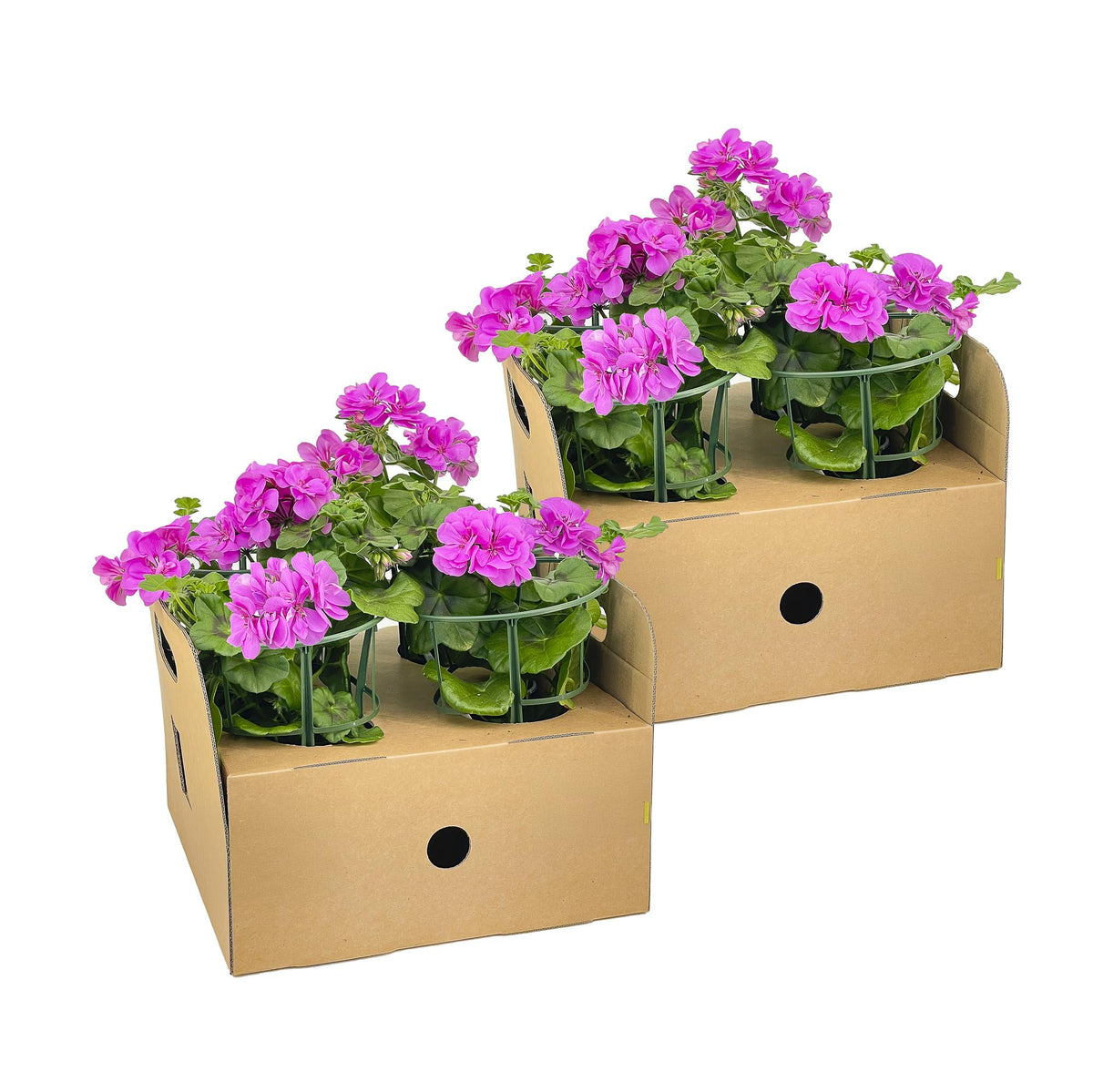 8x Pelargonium Peltatum Violet, plant in pot
