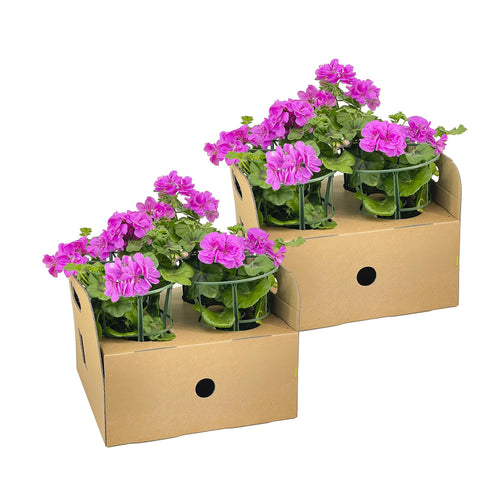 8x Pelargonium Peltatum Violet, plant in pot