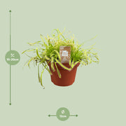 Drosera Capensis
