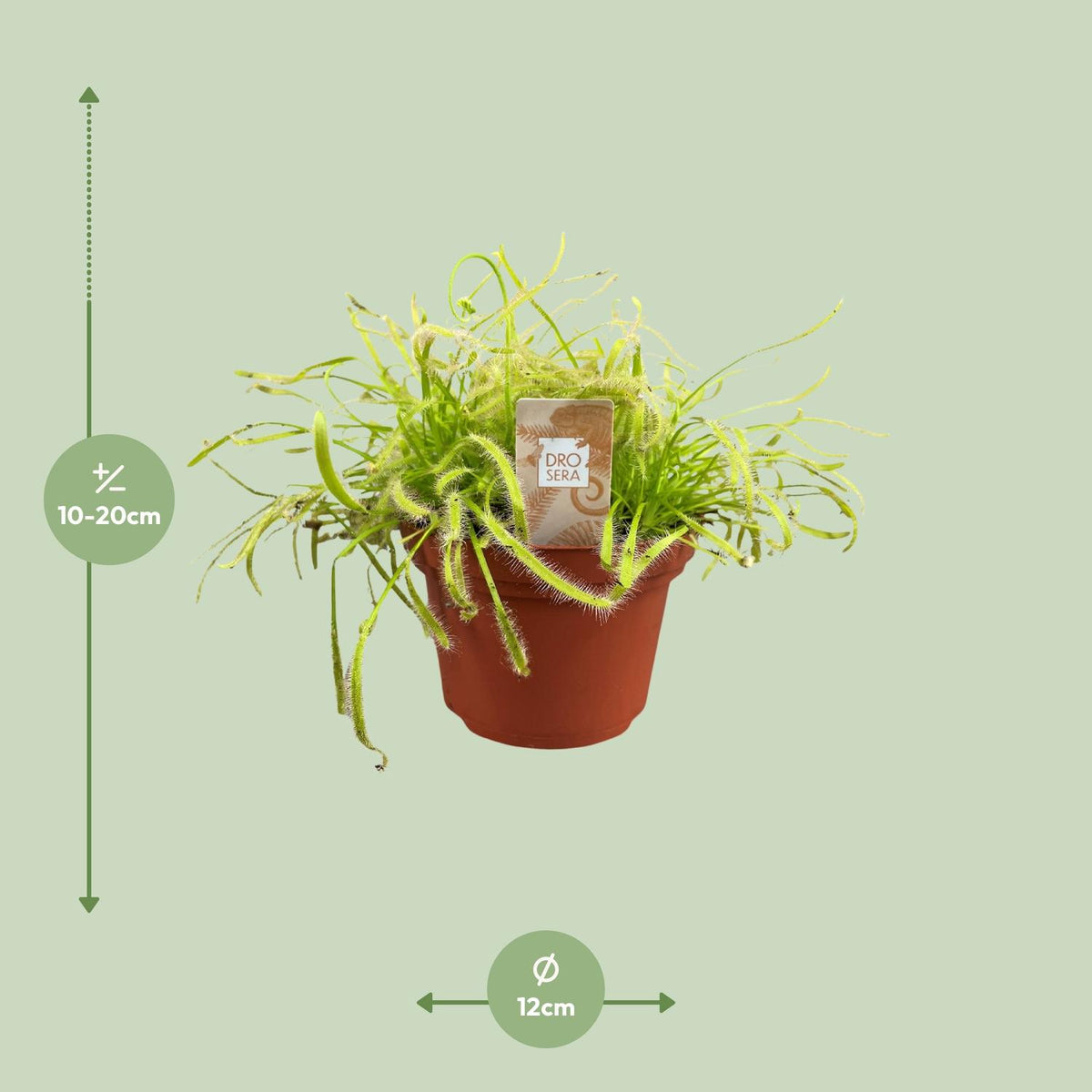 Detailfoto van Drosera Capensis