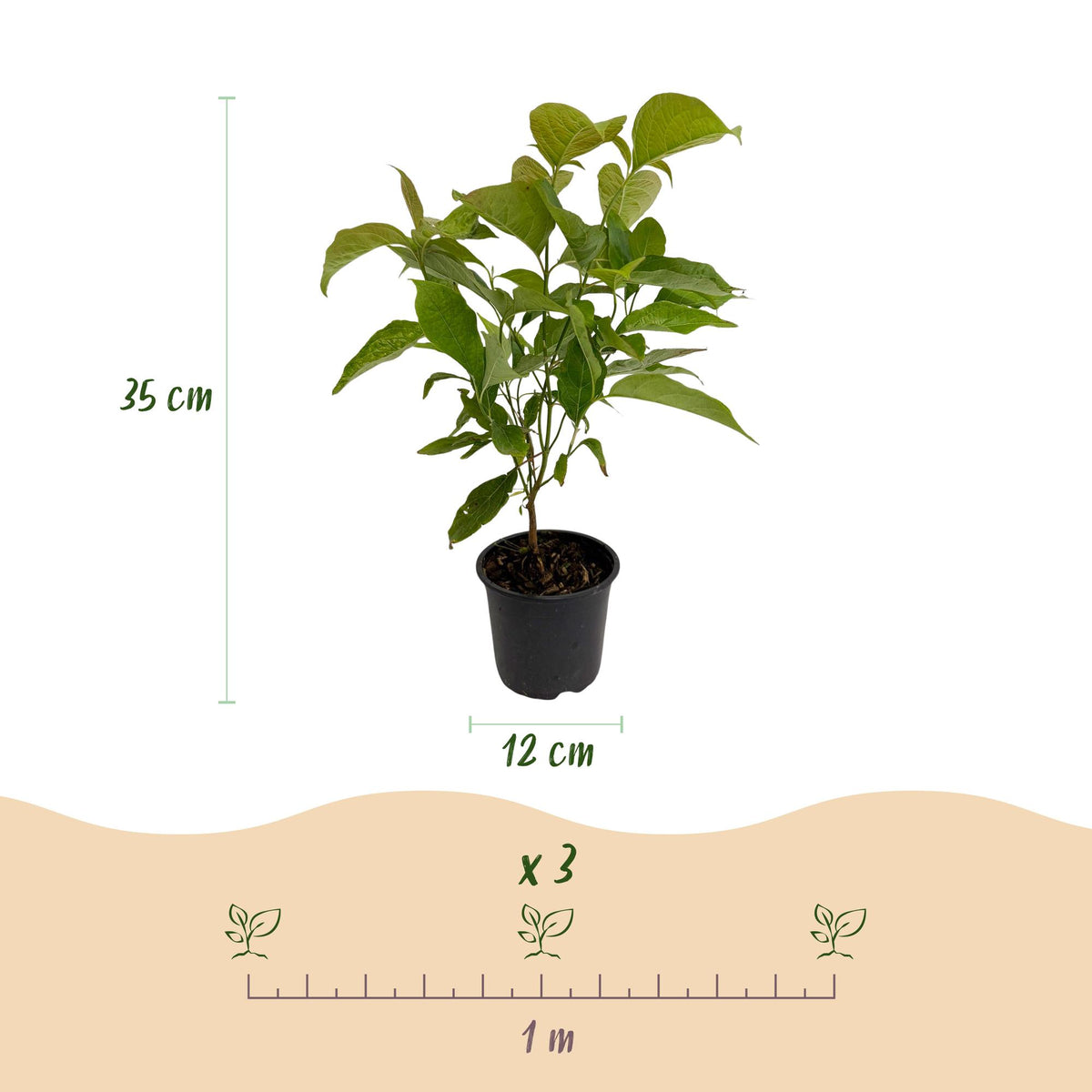 Cornus mas, gezonde plant