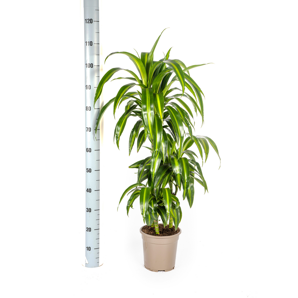 Dracaena Deremensis Hawaiian Sunshine, detail van het blad