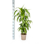 Dracaena Deremensis Hawaiian Sunshine, detail van het blad
