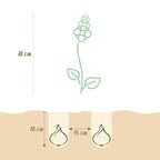 Muscari Armeniacum, groene bladeren