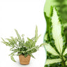 Pteris cretica Albolineata met mand