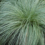 Carex comans Frosted Curls, 50 cm hoog, kenmerkend blad