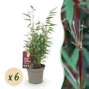 6x Fargesia nitida Red Dragon