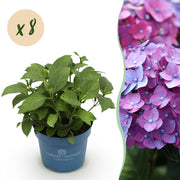 Hortensia Endless Summer Summer Love Purple