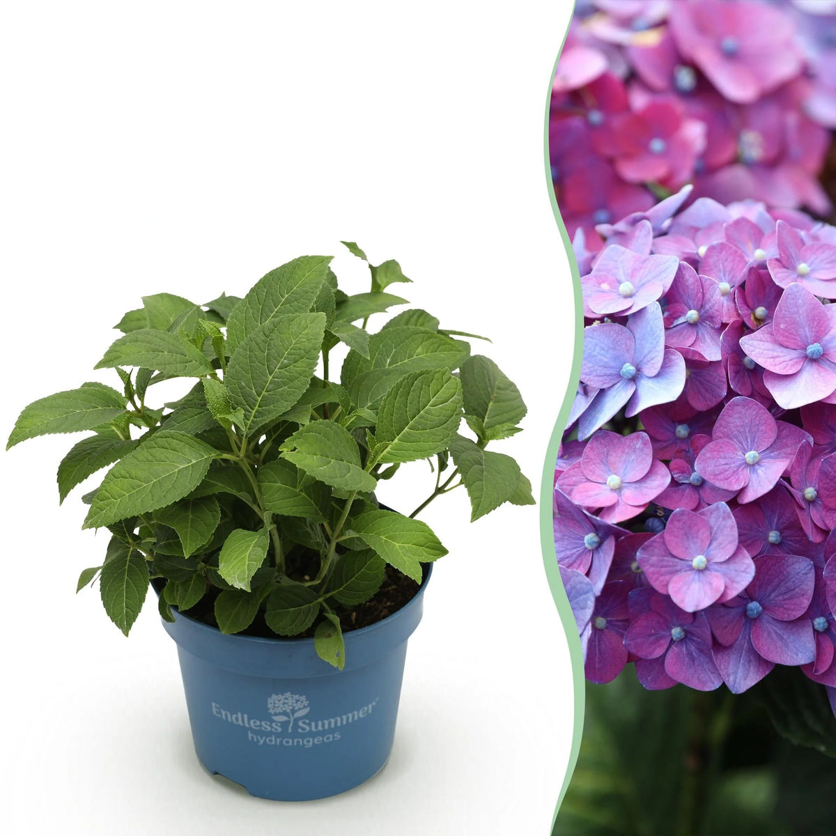 Hortensia Endless Summer Summer Love Purple, detail van het blad