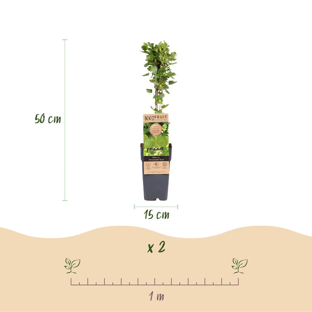 Kruisbes Hinnonmäki, fruitgewas voor de tuin, detail van het blad