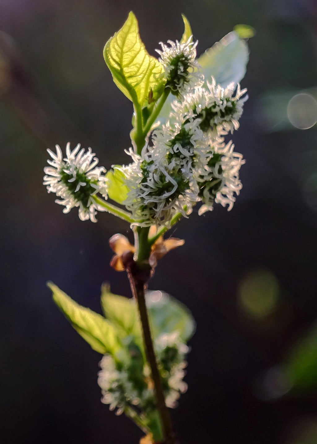 Detailfoto van Morus nigra Mulle