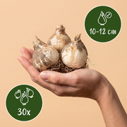 Sierui Allium &