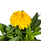 8x Coreopsis Grandiflora, groene bladeren