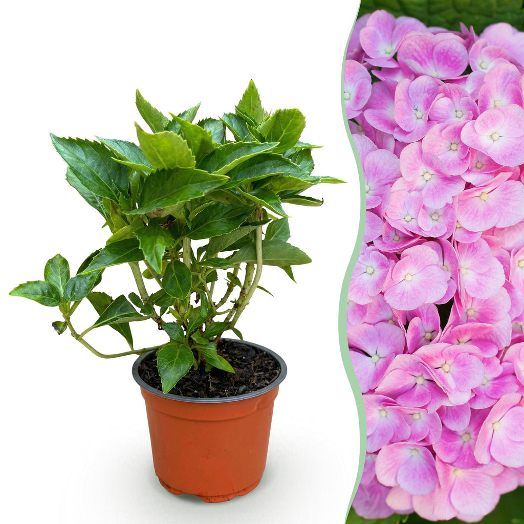 Bolhortensia roze, heester met roze bloembollen, plant in pot