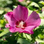 Hibiscus syriacus Woodbridge, kenmerkend blad