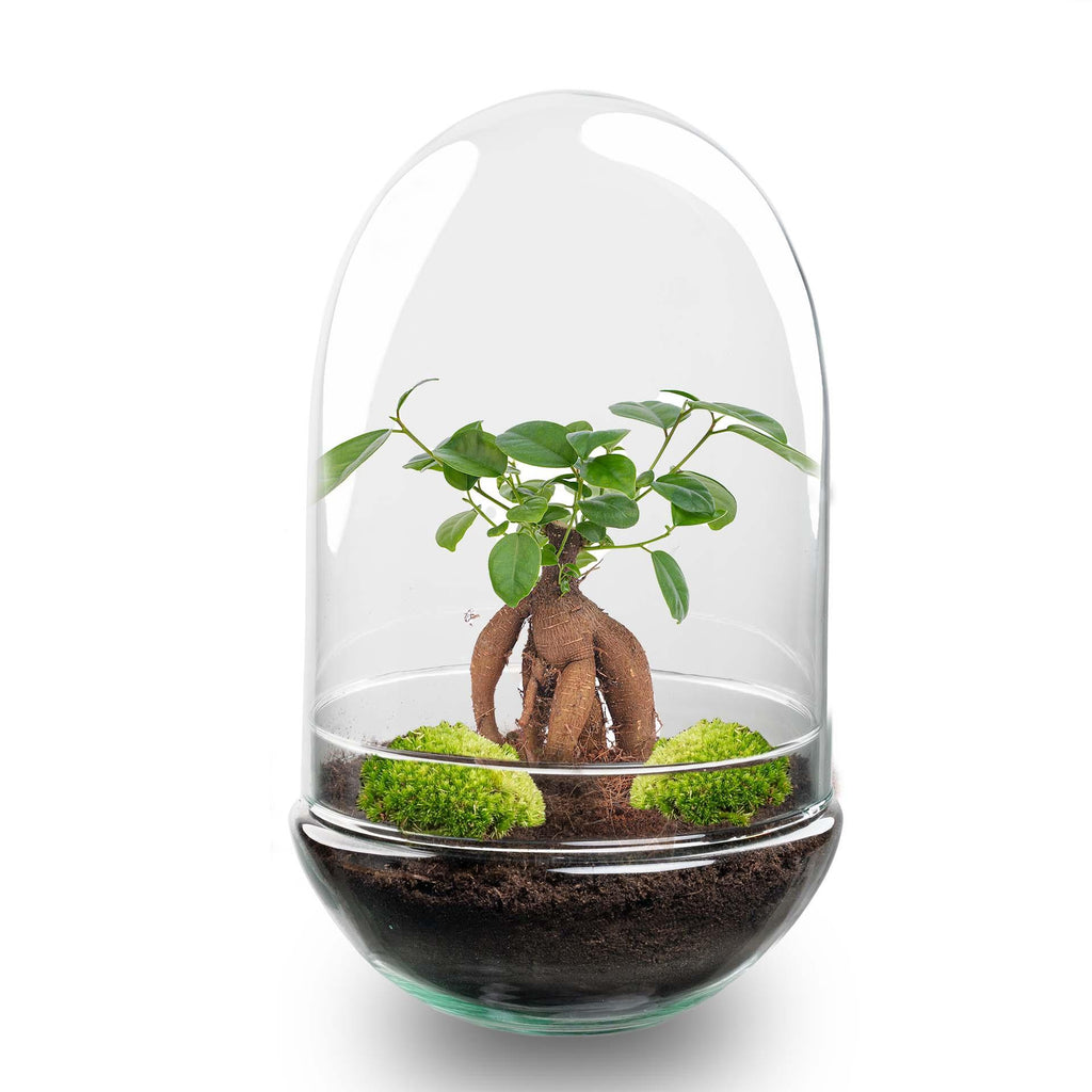 Detailfoto van DIY Planten terrarium tweedelig bolglas - Egg XL Bonsai
