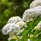 Hydrangea macrophylla Wit, groene bladeren