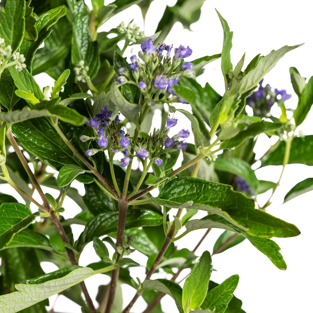 Caryopteris x Clandonensis, groene bladeren
