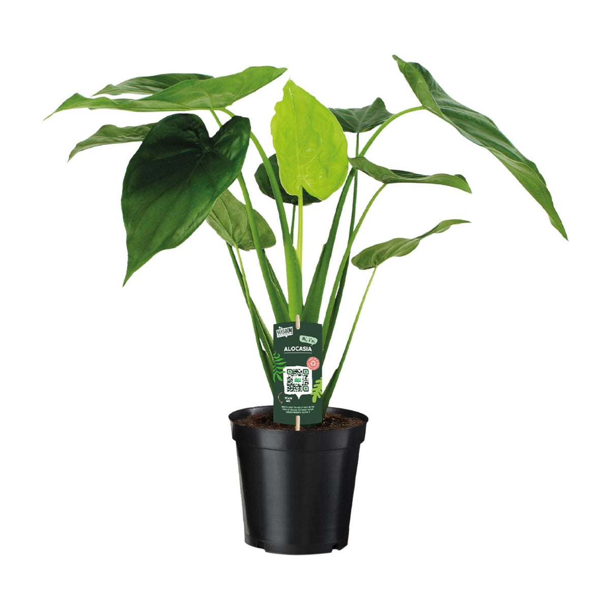 Alocasia Cucullata - Olifantsoor, plant in pot