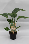 Productfoto van Strelitzia Nicolai P13