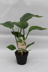 Strelitzia Nicolai P13