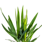 Yucca Elephantipes, detail van het blad