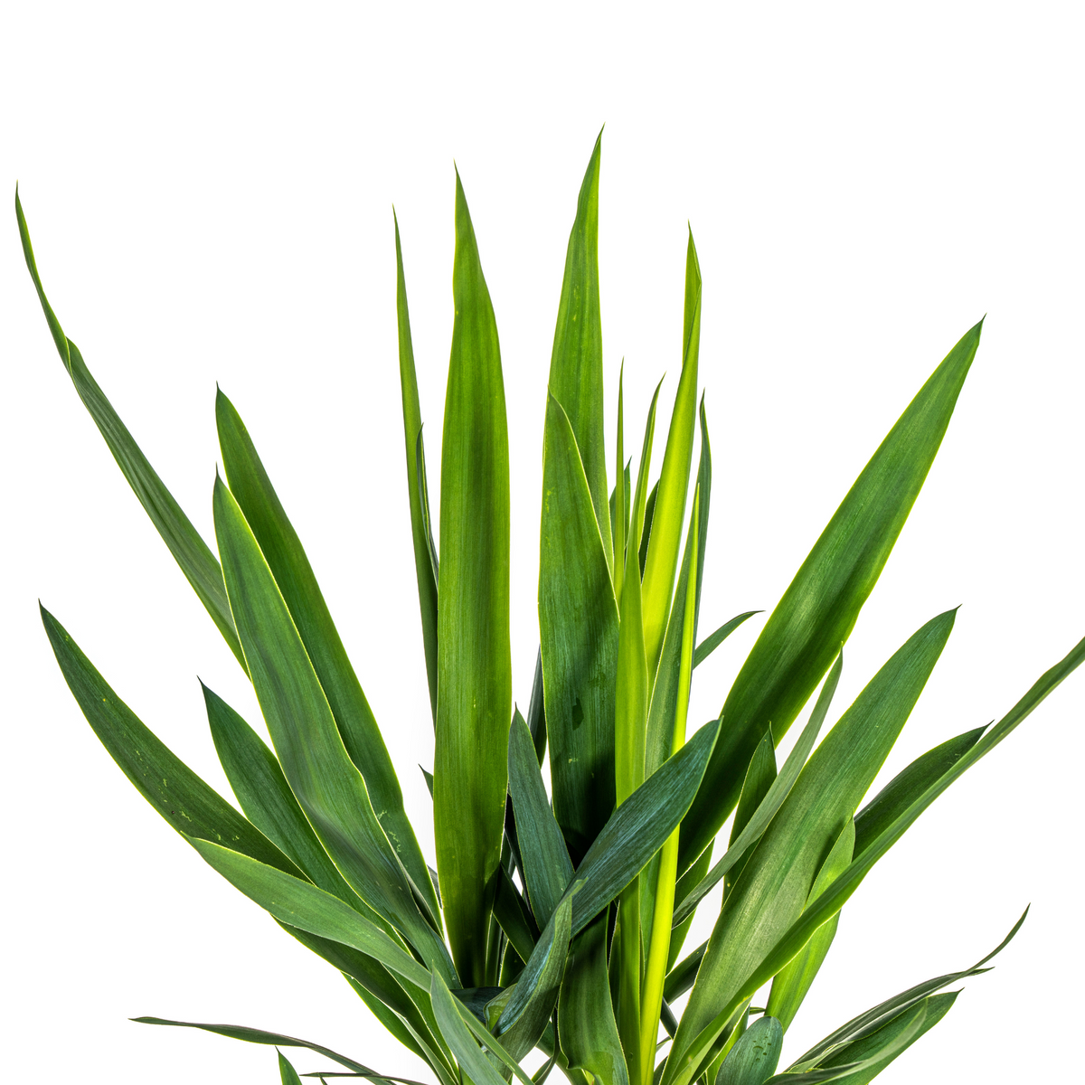 Yucca Elephantipes, detail van het blad