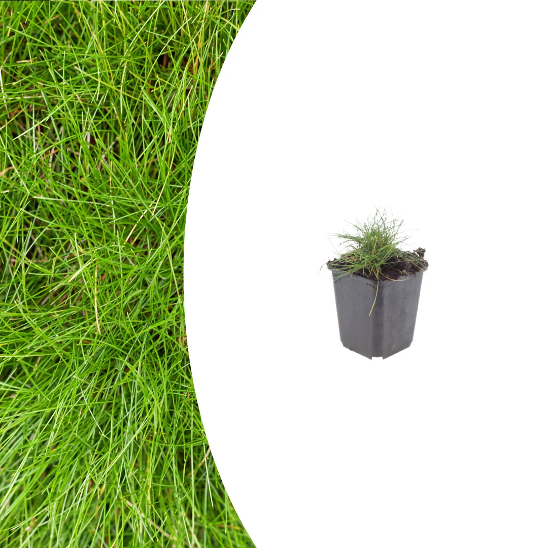 Festuca gautieri, groeiwijze van de plant