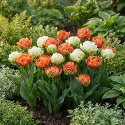 Tulp &