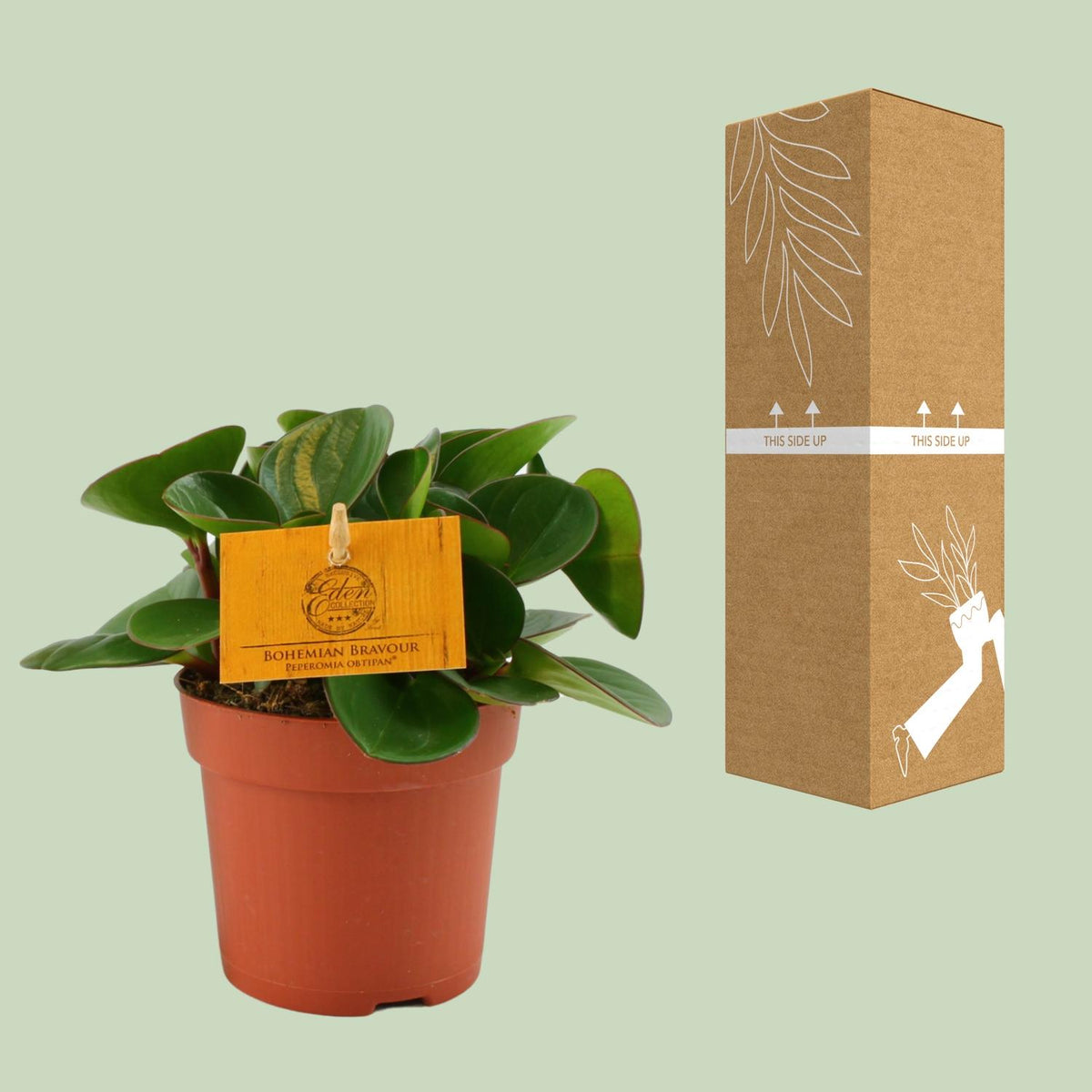 Detailfoto van Peperomia Obtipan