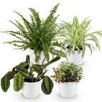 Chlorophytum, groene bladeren
