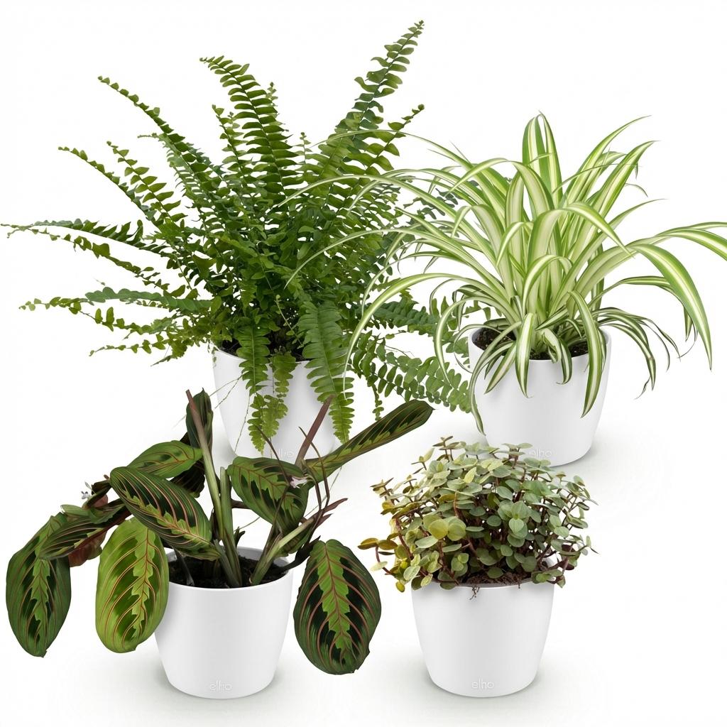 Chlorophytum, groene bladeren