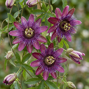 Passiflora &
