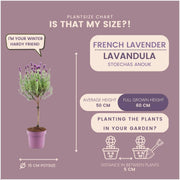 Lavandula stoechas Anouk® op stam