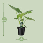 Detailfoto van Alocasia Macrorrhiza