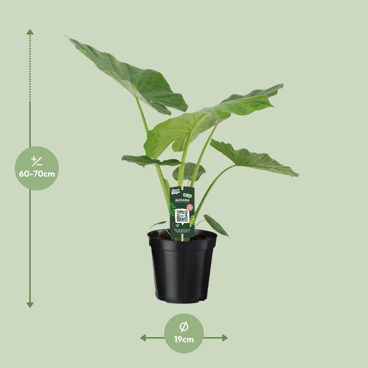 Detailfoto van Alocasia Macrorrhiza