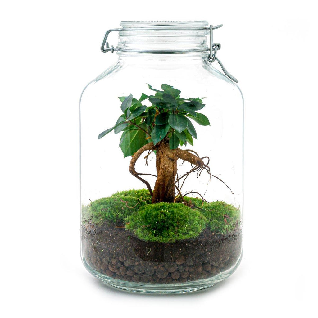 DIY bonsai terrarium Jar Ficus ginseng
