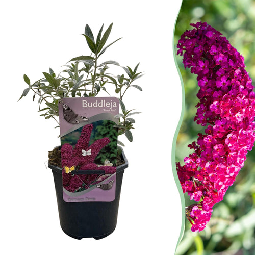 Buddleja davidii Royal Red, plant in pot