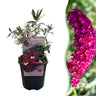 Buddleja davidii Royal Red