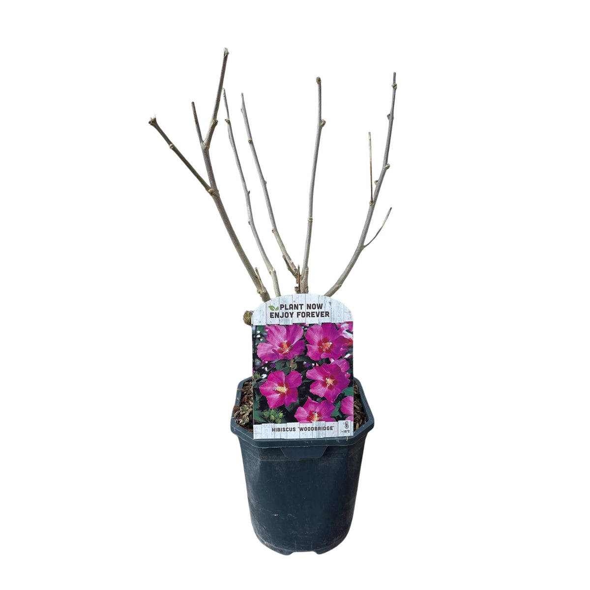 Hibiscus syriacus Woodbridge, groeiwijze van de plant