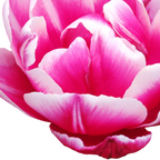 Tulpenbollen Columbus, roze-witte pioentulp, 20 stuks, kenmerkend blad