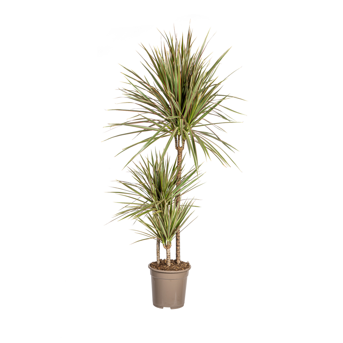 Dracaena Marginata Bicolor, plant in pot