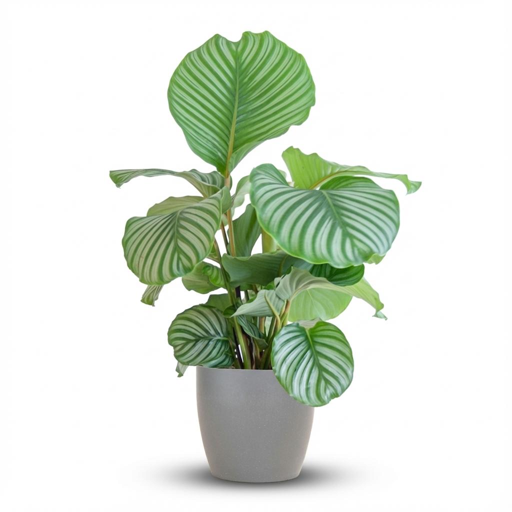 Calathea Orbifolia met grijze pot, detail van het blad