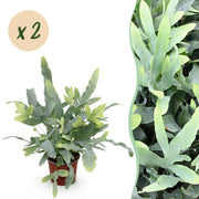 Phlebodium aureum Blue Star, 25-30 cm hoog