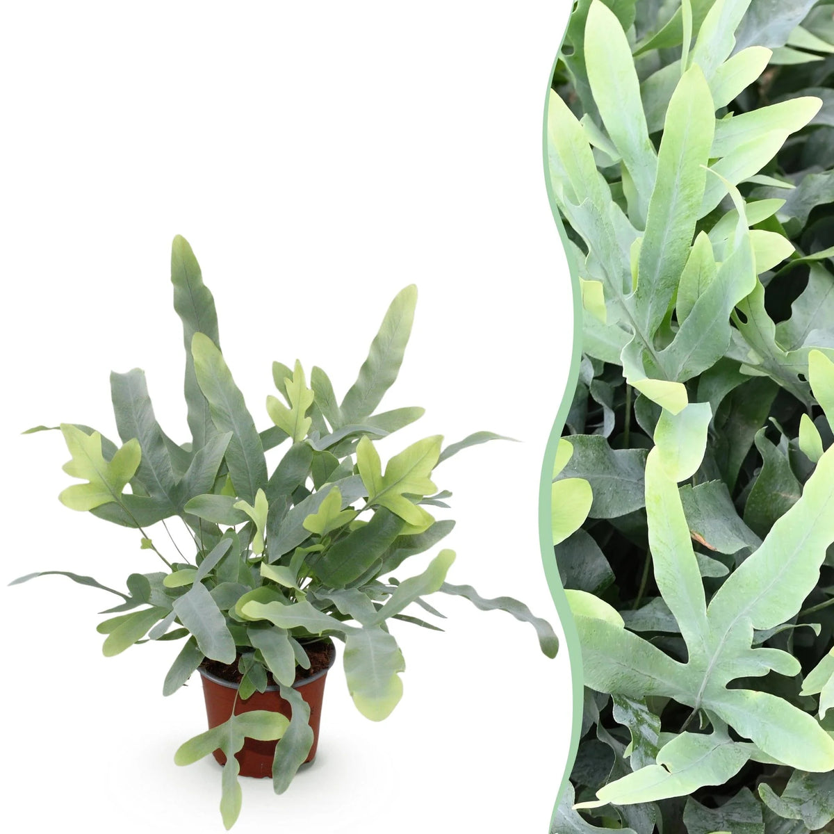 Phlebodium aureum Blue Star, 25-30 cm hoog, detail van het blad