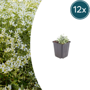 Cerastium tomentosum