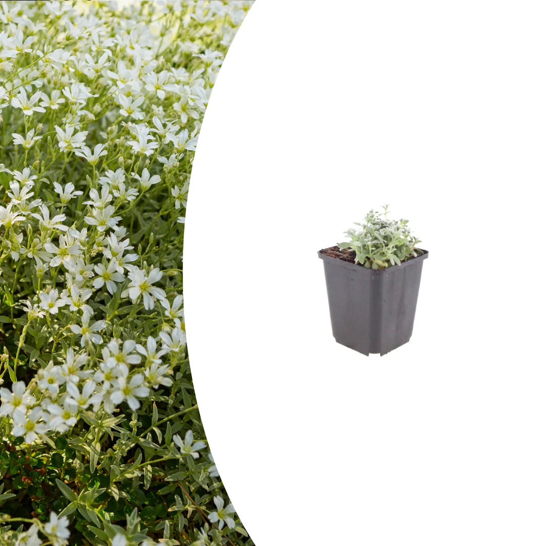 Cerastium tomentosum, kenmerkend blad