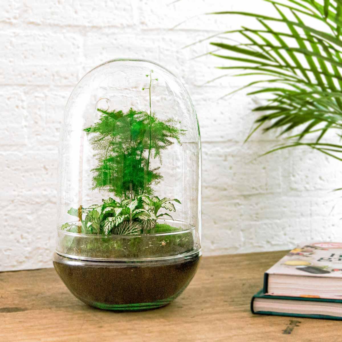 Productfoto van DIY Planten terrarium tweedelig bolglas - Egg XL
